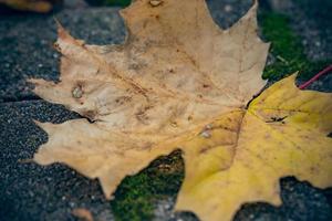 foglia d'acero in autunno foto