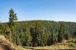 paesaggio forestale di conifere foto