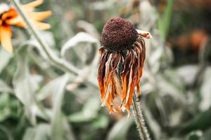 coneflower ruvida appassita su un prato in estate foto