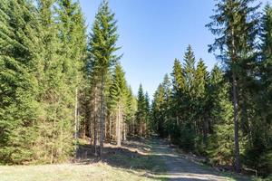 percorso attraverso un bosco di conifere foto