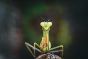 foto premium di fotografia macro insetto mantide