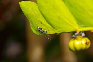 foto premium di fotografia macro insetto formica