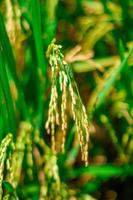 bella pianta di riso verde ravvicinata a tabanan, bali foto premium