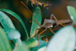 foto premium di macrofotografia di insetti che baciano la triatomina dai piedi a foglia gigante