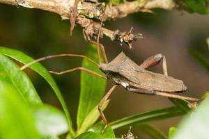 foto premium di macrofotografia di insetti che baciano la triatomina dai piedi a foglia gigante