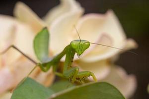 foto premium di fotografia macro insetto mantide