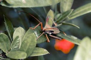 foto premium di macrofotografia di insetti che baciano la triatomina dai piedi a foglia gigante