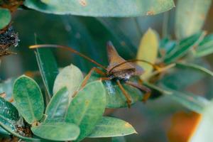 foto premium di macrofotografia di insetti che baciano la triatomina dai piedi a foglia gigante