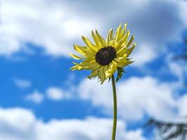 girasole dalle foglie strette e un cielo estivo blu nuvoloso foto