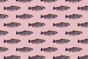 modello senza cuciture di primo piano crudo di trota iridea isolato su sfondo rosa. i pesci nuotano a destra. foto