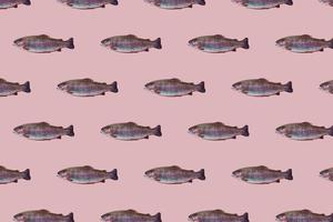 modello senza cuciture di primo piano crudo di trota iridea isolato su sfondo rosa. i pesci nuotano a sinistra. foto