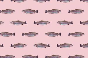 modello senza cuciture di primo piano crudo di trota iridea isolato su sfondo rosa. i pesci nuotano in direzioni diverse. foto