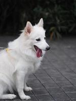cane bianco, spitz giapponese foto