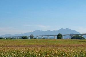 il ponte ferroviario sopraelevato del progetto a doppio binario è in costruzione insieme alla fattoria del mais. foto