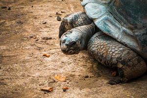 da vicino della tartaruga delle Galapagos foto