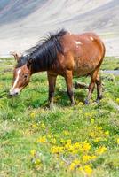 cavallo in un prato verde. foto