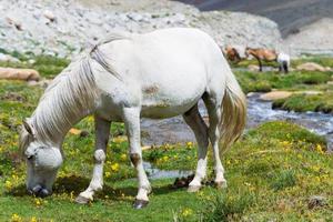 cavallo in un prato verde. foto