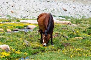 cavallo in un prato verde. foto