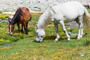 cavallo in un prato verde. foto