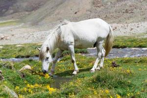 cavallo in un prato verde. foto