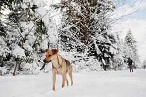 cane abbandonato sulla strada invernale della foresta. foto