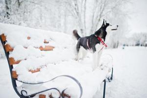 cane husky al guinzaglio che cammina al parco in una giornata invernale. foto