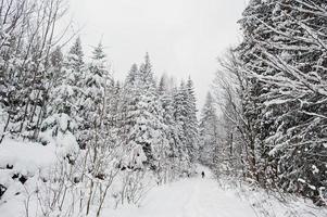 uomo ai pini coperti di neve sui monti Carpazi. splendidi paesaggi invernali. natura gelata. foto