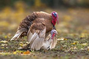 un tacchino gallo e pollo in accoppiamento foto