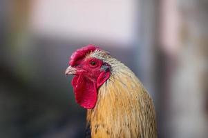 un gallo di pollame domestico su un cortile di pollo foto