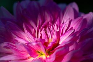 petali viola dalia fiore alla luce del sole macrofotografia. fotografia del giardino della dalia rosa. sfondo floreale magenta. foto