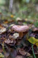 fungo di corallo cappuccio latteo nella fotografia macro della foresta di autunno. foto