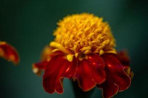 calendula rossa gialla su sfondo verde foto da giardino in estate. fioriscono tagetes giardino con petali bugrundy macrofotografia.