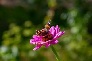 farfalla ammiraglio rossa che si siede sulla fotografia macro del fiore viola. La farfalla di vanessa atalanta raccoglie il polline dalla fotografia ravvicinata del giardino di zinnia. foto