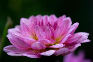 dalia rosa in fiore su una foto del primo piano di sfondo scuro. giardino viola dalia macrofotografia in uno sfondo floreale luminoso estivo.