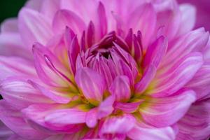 dalia rosa in fiore su una foto del primo piano di sfondo scuro. giardino viola dalia macrofotografia in uno sfondo floreale luminoso estivo.