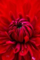 petali rossi di una fotografia macro del fiore della dalia del giardino in una giornata estiva. dalia in fiore con foto ravvicinata di petali rosso scuro in estate.