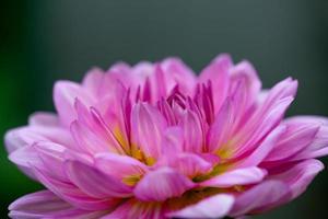 dalia rosa in fiore su una foto del primo piano di sfondo scuro. giardino viola dalia macrofotografia in uno sfondo floreale luminoso estivo.