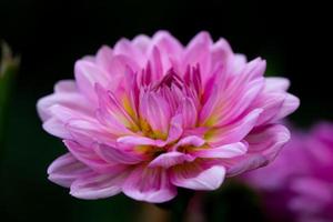 dalia rosa in fiore su una foto del primo piano di sfondo scuro. giardino viola dalia macrofotografia in uno sfondo floreale luminoso estivo.