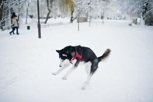 cane husky al guinzaglio che cammina al parco in una giornata invernale. foto