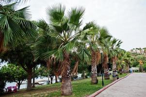 palme contro il cielo nuvoloso, bellissimo sfondo tropicale. foto