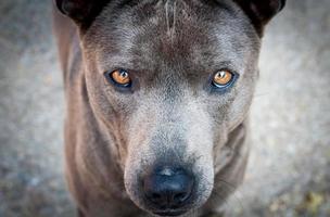 faccia ravvicinata del cane marrone foto