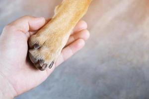 zampe di cane con una macchia a forma di cuore e mano umana foto