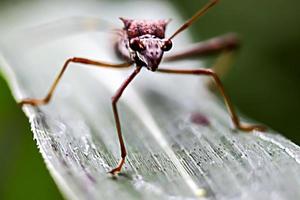 animale insetto parassita foglia pianta organismo danno all'agricoltore foto