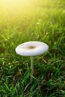 funghi che crescono in campo in erba. foto