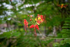 caesalpinia noto come fiore di pavone. foto