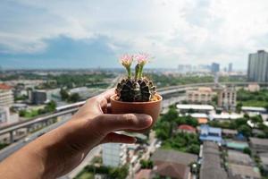 mano che tiene piccolo cactus in vaso di fiori nero foto
