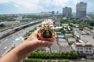 mano che tiene piccolo cactus in vaso di fiori nero foto