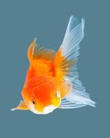 pesce rosso oranda isolato su sfondo. foto
