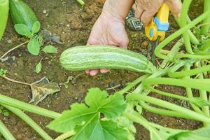 contadino che raccoglie zucchine mature biologiche in serra con potatore da giardino. concetto di agricoltura e giardinaggio foto