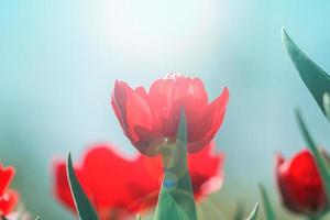 campo di tulipani rossi. sfondo di fiori. paesaggio del giardino estivo foto